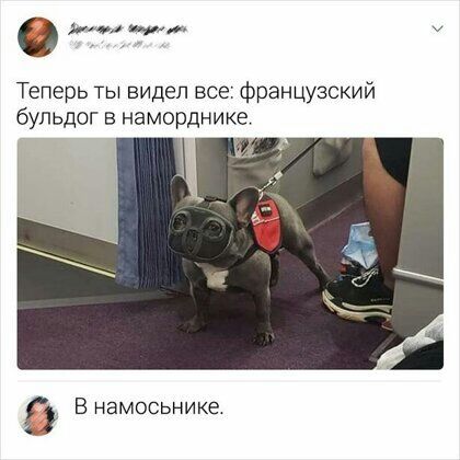 ии пит Теперь ты видел все французский бульдог в наморднике В намосьнике