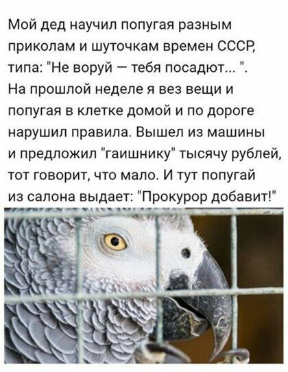 Мой дед научил попугая разным приколам и шуточкам времен СССР типа Не воруй тебя посадют На прошлой неделе я вез вещи и попугая в клетке домой и по дороге нарушил правила Вышел из машины и предложил гаишнику тысячу рублей тот говоритчто мало И тут попугай из салона выдае Прокурор добавит