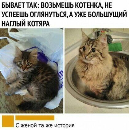 БЫВАЕТТАК возьмешь котннкд нв успввшь оглянутьсям УЖЕ БОПЬШУЩИЙ НАШЯЙ КОТЯРА С женой та же история