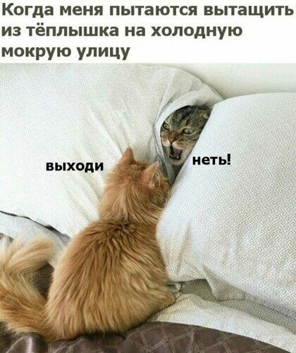 Когда меня пытаются вытащить ИЗ тёплышка на холодную мокрую улицу