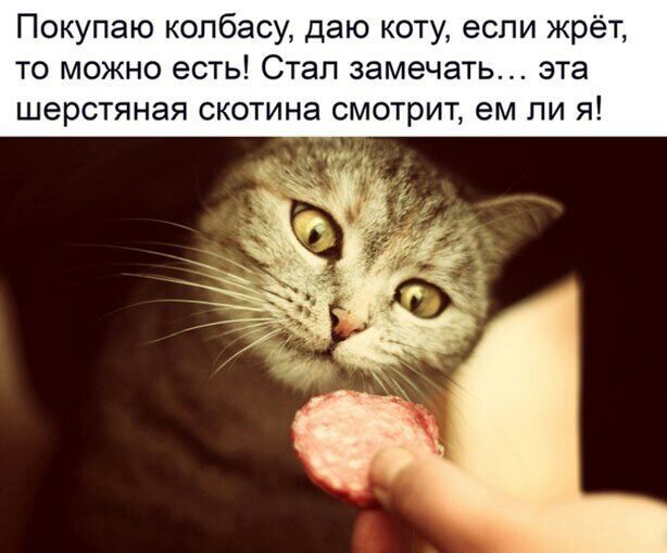 Покупаю колбасу даю коту если жрёт то можно есть Стал замечать эта шерстяная скотина смотрит ем ли я