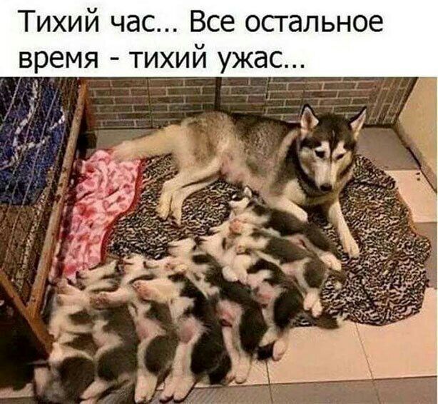 Тихий час Все остальное время тихий ужас