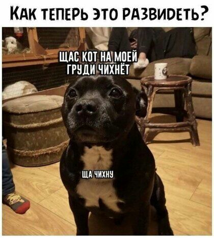 Кдк теперь это Рдзвиовть шм км на мои ггидичИхиЕт ША ЧИП
