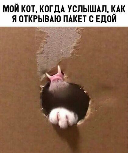 МОЙ КОТ КОГДА УСЛЫШАЛ КАК Я ОТКРЫВАЮ ПАКЕТ С ЕДОИ