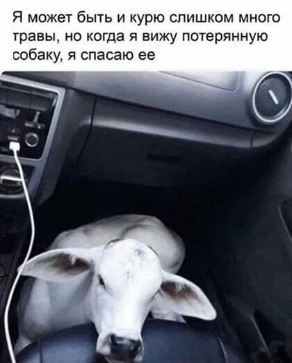 Я МОЖЕТ бЫТЬ И курю СЛИШКОМ МНОГО травы НО КОГДЭ Я ВИЖУ ПОТЕРЯННУЮ собаку Я СПЗСЭЮ ее