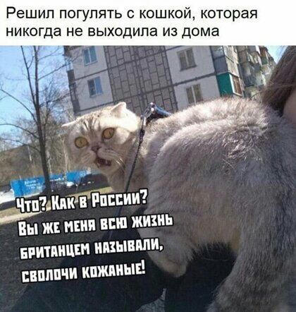 Решил погулять кошкой которая никогда не выходила из дома _ Вы жг мия шп жихиь птицам ипшвппи пппвчи ипжииш