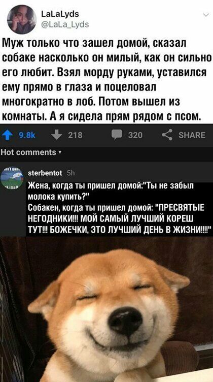 а_а_ус15 1 Муж только что зашел домой оказал собаке насколько он милый как он сильно его любит Взял морду руками уставился ему прямо в глаза и поцеловал многократно в лоб Потом вышел из комнаты А я сидела прям рядом с псом чвк 25 нож соттепкэ в петь Жена когда ты пришел ппмпйТы не забыл молока куликь собакам когда ты пришел домой ПРЕСВЯТЫЕ НЕГОДНИКИ МОЙ САМЫЙ ЛУЧШИЙ КОРЕШ ТУТ БПЖЕЧКИ ЭТО ЛУЧШИЙ ЛЕ
