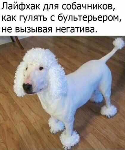 Лайфхак для собачников как гулять с бультерьером не вызывая негатива