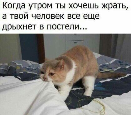 Когда утром ты хочешь жрать а твой человек все еще ДРЫХНЕТ В ПОСГЕПИ