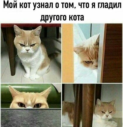 Мой кот узнал о том что я гладил другого кота