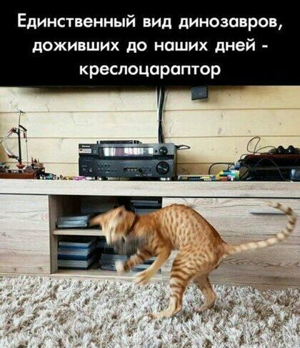 Единственный вид динозавров доживших до наших дней креслоцораптор