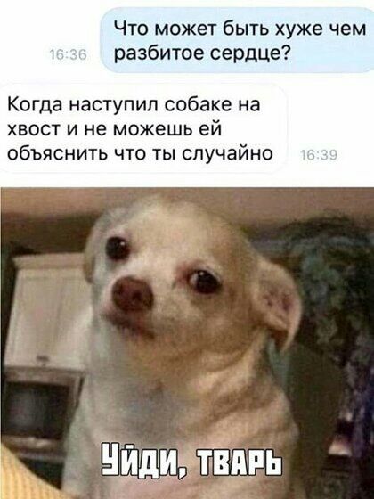Что может быть хуже чем разбитое сердце Когда наступил собаке на хвост и не можешь ей объяснить что ты случайно