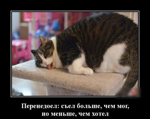 Перенедоел съел больше чем мог но меньше чем хптел