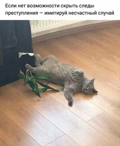 Если нет возможности скрыть следы преступления имитируй несчастный случай