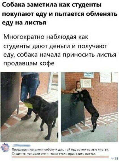 Собака заметила как ПУДеНТЫ ПОКУПЗЮТ еду И пытается обменять еду на ЛИСТЬЯ Многократно наблюдая как студенты дают деньги и получают еду собака начала приносить листья продавцам кофе п м 5 за еще 15