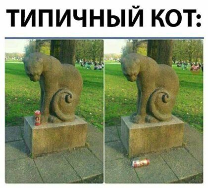 ТИПИЧНЫЙ КОТ а