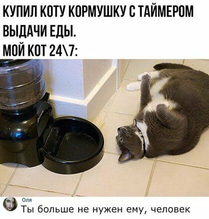 КУПИЛ КПТУ КОРМУШКУ С ТАЙМЕРПМ ВЫДАЧИ ЕДЫ мой кот 247 икт Ты больше не нужен ему человек