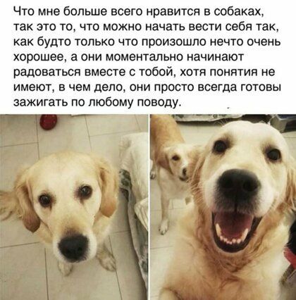 Что мне больше всего нравится в собаках так это то что можно начать вести себя так как будто только что произошло нечто очень хорошее а они моментально начинают Радоваться вместе с тобой хотя понятия не имеют в чем деле они просто всегда готовы зажигать по любому поводу