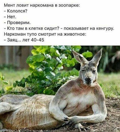 Мент ловит наркомана в зоопарке Капслок Нет _ Проверим _ кто там в клетке сидит _ показывает на кенгуру Наркоман тупо смотрит на животное Заяц лет 4045