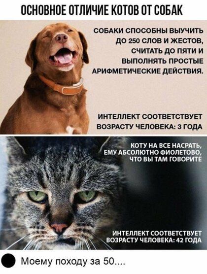 ОБНОВНПЕ ОТЛИЧИЕ КОТОВ ОТ СОБАК СОБАКИ спооовны выучить до 250 слов и жвстов счигпь до пяти и выполнять простые Агиомпичвские дЕИствия интеллект соотввтсгвУЕг возисту чвповвкд годя кап ид вс ндсть ЕМУ Авсопюшо Фиолпою что вы нам говорит интеллект соответствуп возгдсту человгид 4 голд Моему походу за 50