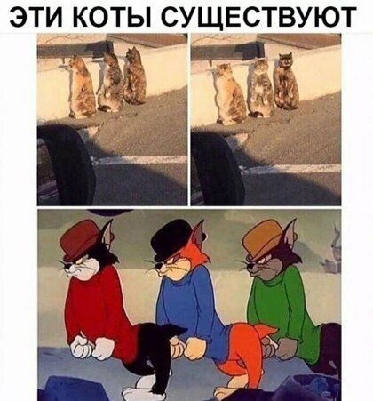 ЭТИ КОТЫ СУЩЕСТВУЮТ