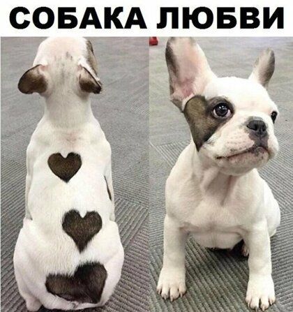 СОБАКА ЛЮБВИ