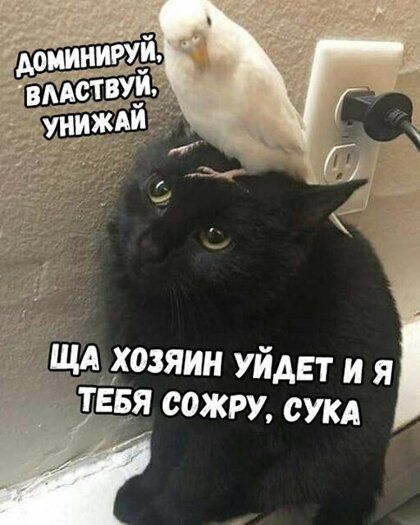 шляхозяин уйдет и я ТЕБЯ сожру суки
