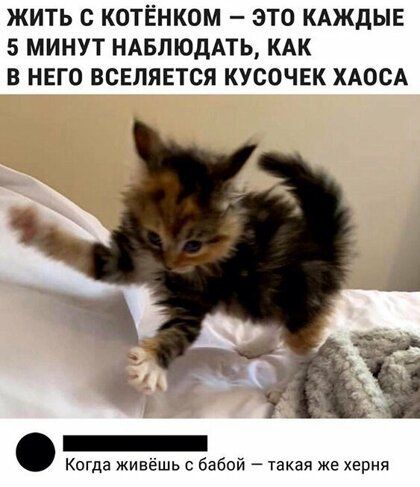 ЖИТЬ С КОТЁНКОМ ЭТО КАЖДЫЕ 5 МИНУТ НАБЛЮДАТЬ КАК В НЕГО ВСЕЛЯЕТСЯ КУСОЧЕК ХАОСА Когда живёшь бабой такая же херня