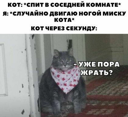 КОТ 1СПИі В СОСЕДНЕЙ КОМНАТЕ я случдйио двигмо ногой миску котт КОТ ЧЕРЕЗ СЕКУНПУ УЖЕ ПОРА ЖРАТЬ