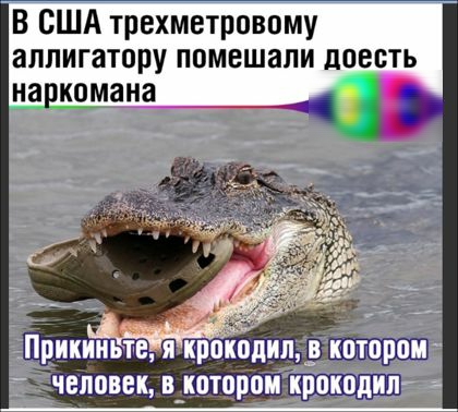 В США трехметровому аллигатору помешали поесть Н8_ КОМЗНЗ Прикиньте крокодил котором человек в_котором крокодил