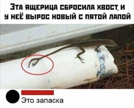 зтя ищвпицп випсипя кипит и НЕЁ выпи нпный пятпй ппппй ОЕ Это запаска