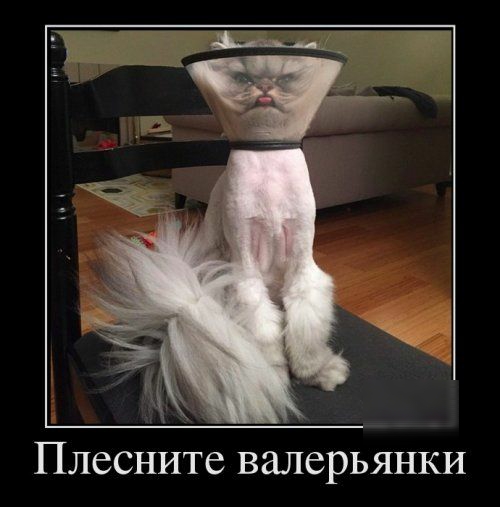 ПЛЗСНИТС ВЗЛСРЬЯНКИ