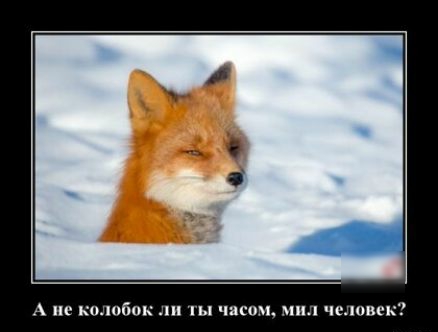А не колобок ли ты часом мил человек