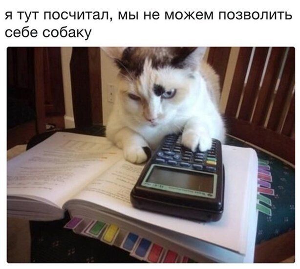 я тут посчитал мы не можем позволить себе собаку