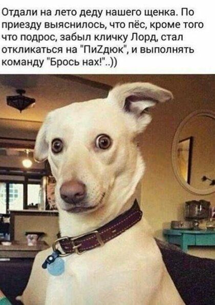 Отдали на лето деду нашего щенка По приезду выяснилось что пёс кроме того что подрос забыл кличку Лорд стал откликаться на Пи2дюк и выполнять команду Брось нах
