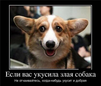 Если вас Улёусила злая собака не тчзиваитесь когдвгиибудь укусиг и добрая