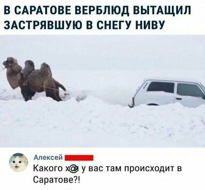 В САРАТОВЕ ВЕРБЛЮд ВЫТАЩИП ЗАСТРЯВШУЮ В СНЕГУ НИВУ пдд Алексей Какого у вас там происходит в Саратове