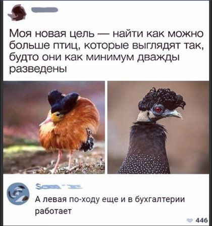 _ Моя новая цель найти как можно больше птиц которые выглядят так будто они как минимум дважды разведены А левая псходу еще и в бухгалтерии работает