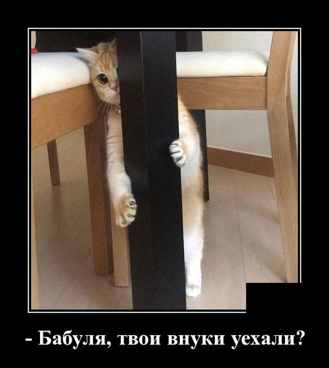 Бабуля твои внуки уехали