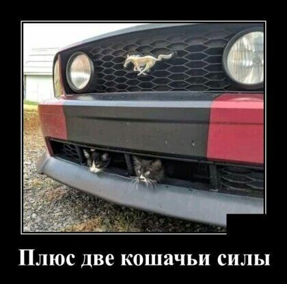 Плюс две кошачьи силы