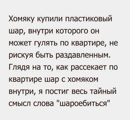 Хомяку купили пластиковый шар внутри которого он может гулять по квартире не рискуя быть раздавленным Глядя на то как рассекает по квартире шар с хомяком внутри я посгиг весь тайный смысл слова шароебиться