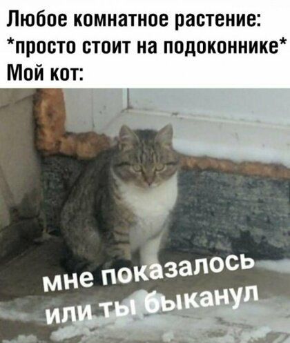Любпе комнатное растение просто стоит на подоконнике Мой кот
