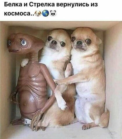 Белка и Стрелка вернулись из космоса509
