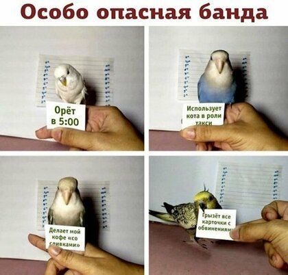 Особо опасная банда
