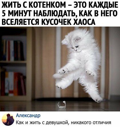 ЖИТЬ С КОТЕНКОМ ЭТО КАЖДЫЕ 5 МИНУТ НАБЛЮДАТЬ КАК В НЕГО ВСЕЛЯЕТСЯ КУСОЧЕК ХАОСА пб г Александр Как и жить с девушкой никакого отличия