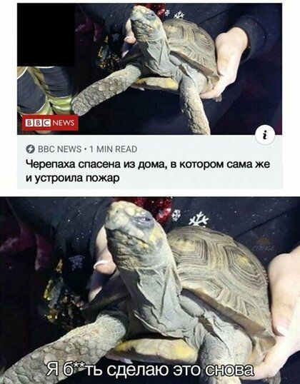 пцвмьм гм мп Черепаха спасена из дома в котором сама же и устроила пожар