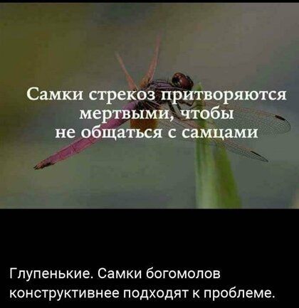 Гпупенькие Самки богомолов конструктивнее подходят к проблеме