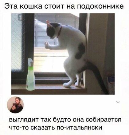 ЭТЗ кошка СТОИТ на ПОДОКОННИКе БЫГПЯДИТ ТЗК бУДТО ОНЗ СОБИРЗЭТСЯ ЧТО ТО СКЗЗЗТЬ ПОИТЗЛЬЯНСКИ