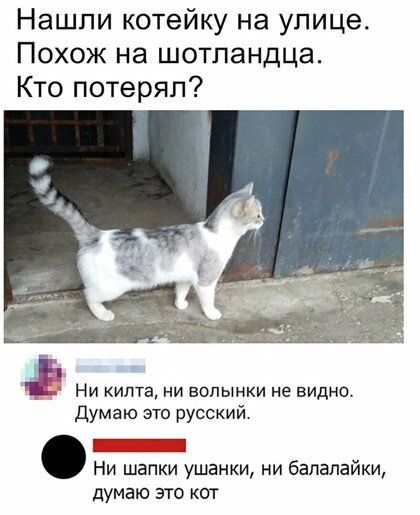Нашли котейку на улице Похож на шотландца Кто потерял Ни килта ни волынки не видно Думаю это русский Г Ни шапки ушанки ни балалайки думаю это кот