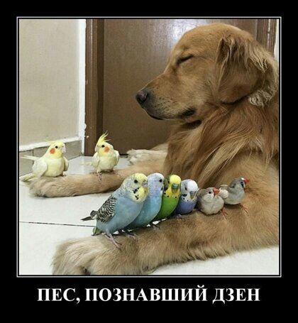 пис позщвший дзвн